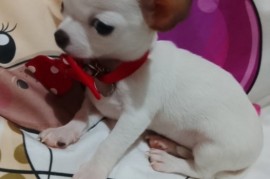 MINI ČIVAVE, Beograd