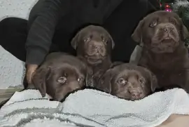 Cokoladni stenci Labrador retriver, Odžaci