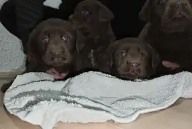 Cokoladni stenci Labrador retriver, Odžaci