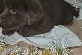 Cokoladni stenci Labrador retriver, Odžaci