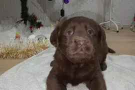 Cokoladni stenci Labrador retriver, Odžaci