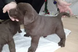 Cokoladni stenci Labrador retriver, Odžaci