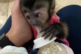 Dostupni kućni kapucinski majmuni , Kućni ljubimci, Egzotične Životinje, Beograd