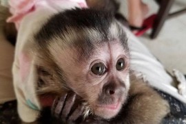 Dostupni kućni kapucinski majmuni , Kućni ljubimci, Egzotične Životinje, Beograd