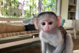 Dostupni kućni kapucinski majmuni , Kućni ljubimci, Egzotične Životinje, Beograd
