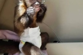 Dostupni kućni kapucinski majmuni , Kućni ljubimci, Egzotične Životinje, Beograd