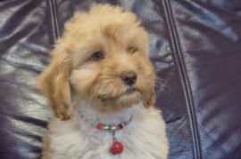 Labradoodle F1b preslatki štenci, Vilovo