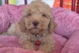 Labradoodle F1b preslatki štenci, Vilovo