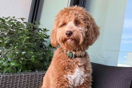 Labradoodle F1b preslatki štenci, Vilovo