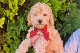 Labradoodle F1b preslatki štenci, Vilovo