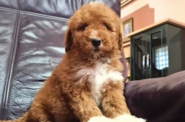 Labradoodle F1b preslatki štenci, Vilovo