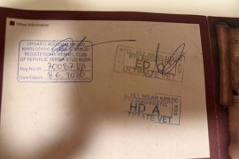 Štenci velike kraljevske pudle, Zrenjanin