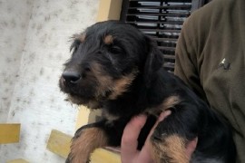 NLT - Nemački Lovni terijer, Deč