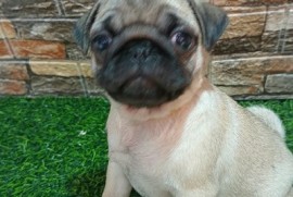 Mops, žensko štene , Sremska Mitrovica